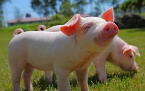 Lifetime Lucky Color for 59 Years of the Pig