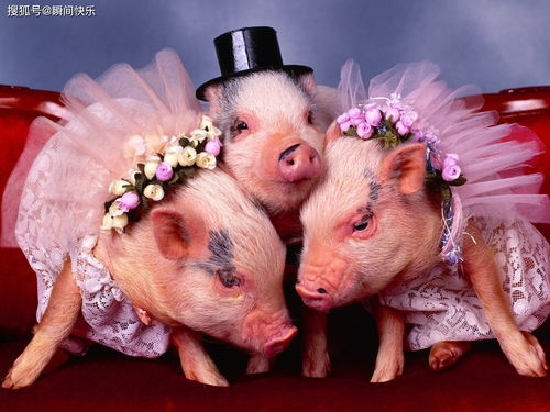 Lucky Colors for 1995 Pig People in 2023