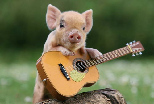 What is the life of a 1971 Pig