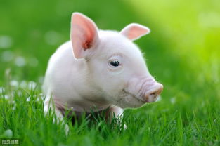 2023 Horoscope for Pig Women