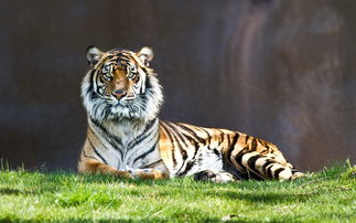 Are the 1983 Pig and 1986 Tiger compatible