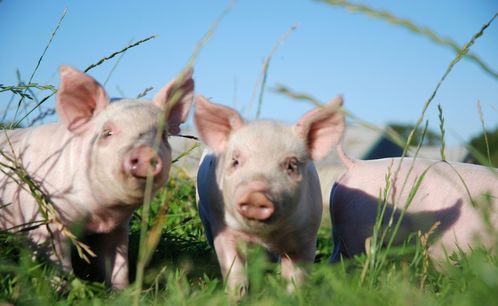 The 1983 Pig has ten years of great luck after 40 years of age
