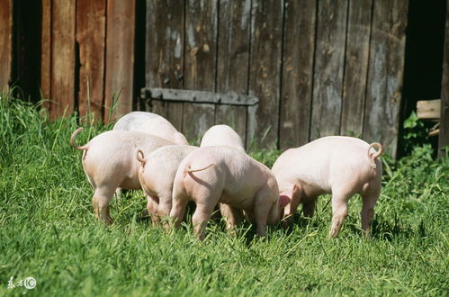 1971 Female Pig in 2023 Horoscope and Prospects