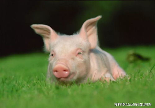 Floor Suitable for 1971 Pig People