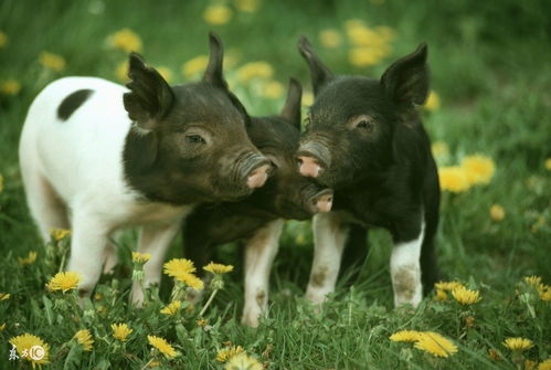 1995 Pig People's Financial Fortunes