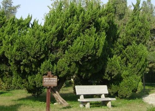 Eight Characteristics of Xin Mao Song Bai Mu