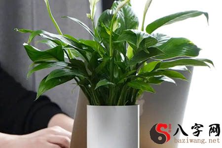 Office plants feng shui arrangement