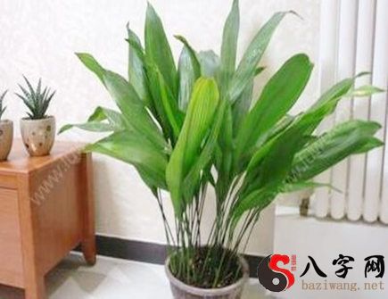 What plants are good for living room entrance