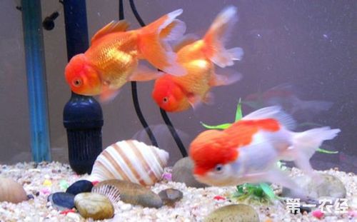 What is the feng shui of keeping fish at home