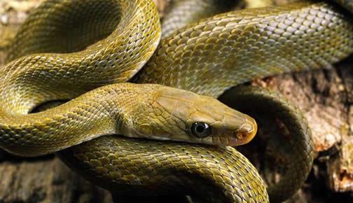 feng shui of snakes entering your home
