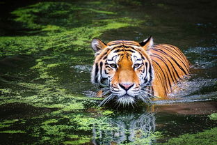At what age is the second marriage of the Tiger in '74
