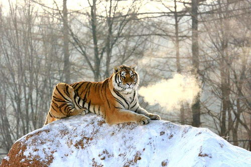 What is the life of a Tiger in '98? Five elements