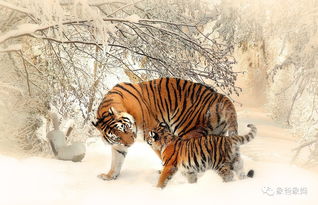 Good Marriage Match for 1962 Tiger Men