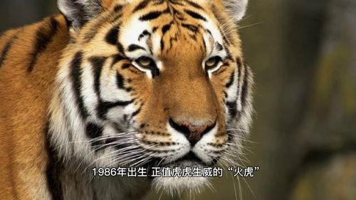 What is the 1986 Tiger's life lack