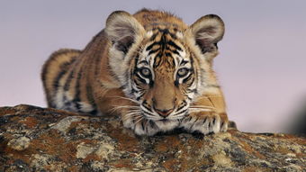 What is the life of the Tiger in 1998