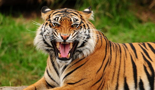 What is the life of a Tiger male in 1974