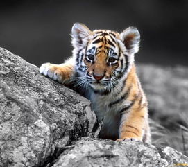 1985 Tiger Destiny