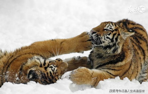 What are the Happiness Deities for 1974 Tiger