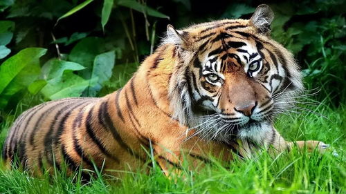 What are the lucky numbers for the Tiger in 1974