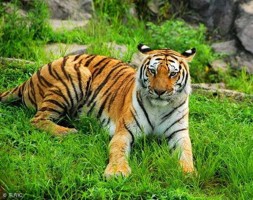 87 Years Tiger's Horoscope and Fortune for 2023