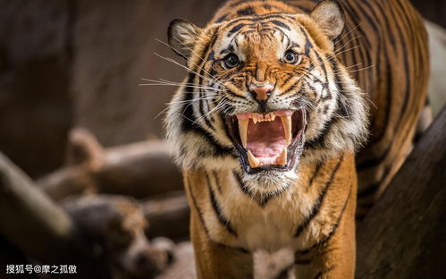 1974 Yearly Horoscope for Tiger 2023