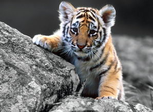 98 Tiger is compatible with 92 Year of the Monkey