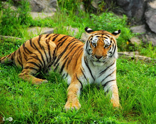 This year's horoscope for the Tiger in 1938