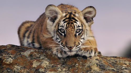 The Monkey and the 98 Tiger do not fit