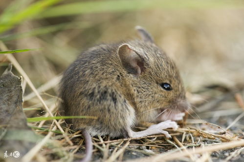 What's the 2023 Horoscope for the Rat in 1984