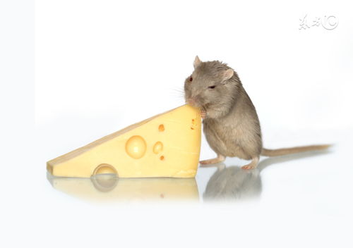 How old is the Rat in 1972