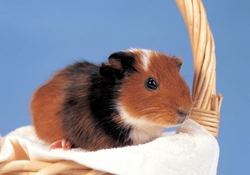 96 Years Female Rat 2023 Horoscope