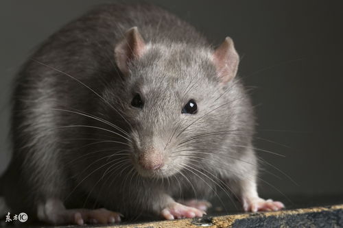 1972 Rat this year's horoscope
