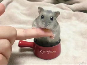 How is the marriage between 1984 Rat and 1987 Rabbit