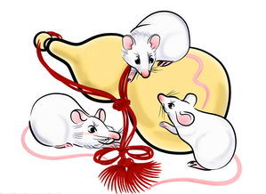 84 years of the rat to go in which direction to develop good