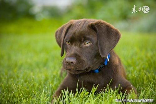 How is the marriage between a male Dog and a female Ox