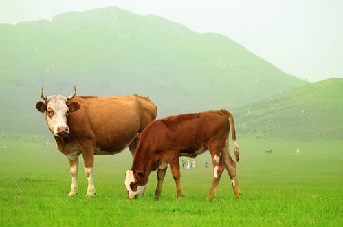 What is the life of an ox in the year 61?

<p> In addition, they are hardworking and are not afraid of hard work. They have strong self-drive and work motivation, can devote themselves to their work, and have a high sense of responsibility. </p>

<p> After that, they have excellent stamina and perseverance. They are able to persevere and learn from difficulties and setbacks, both at work and in life. </p>

<p> Five Elements Attributes of the 61 Year Ox</p>

<p> According to the Five Elements theory in traditional culture, there is a correspondence between each zodiac sign and the Five Elements in a cycle of sixty years in the lunar calendar. And the five elements corresponding to the 61 year old Ox is Earth. </p>

<p> Earth symbolizes stability, pragmatism, practicality and patience. The five elements that are compatible with Earth are Gold and Water. Therefore, in terms of personality, the 61 year-old Ox is usually characterized by stability, pragmatism, reliability and patience. </p>

<p> Meanwhile, in terms of luck, due to the earth personality type, they will be relatively smooth and stable in their career; they will also have a certain chance to gain in terms of wealth; and in terms of relationships, they are usually able to establish a stable family relationship. </p>

<p> Conclusion</p>

<p> The '61 Ox is characterized by toughness, stability, diligence and endurance, which are typical characteristics of the Ox character. They are very trustworthy partners and friends, and ideal for parenting or leadership. According to the Five Elements theory, the Five Elements corresponding to the 61 year-old Ox is Earth, symbolizing qualities such as stability, pragmatism and patience. Therefore, there is a definite chance of success in career, wealth and relationships. </p>

<p> In short, the Chinese zodiac is not only a cultural symbol, but also represents a traditional wisdom and values. By understanding our zodiac sign and its corresponding character traits and fortune attributes, we can better understand ourselves and make wiser decisions in our daily lives. </p>

</p>
								</div>
								<div class=