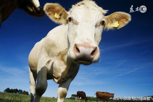 Are Oxes and Bulls compatible