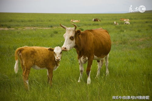 Lifespan of a 1985 Ox