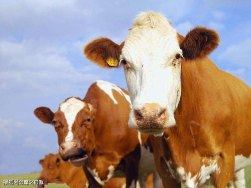 The Ox will die in 2023