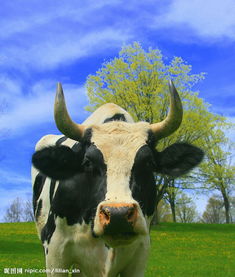 61 years of the Ox this year's horoscope