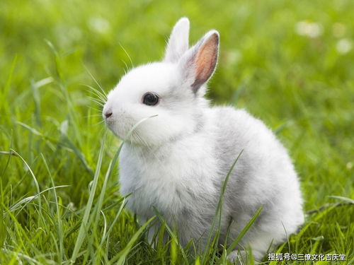1987 Rabbit 35 years old after ten years of great luck horoscope