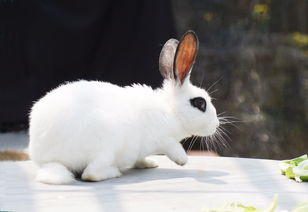 87 Years of Rabbit