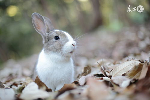 1975 Rabbit 2023 Monthly Horoscope Horoscope
