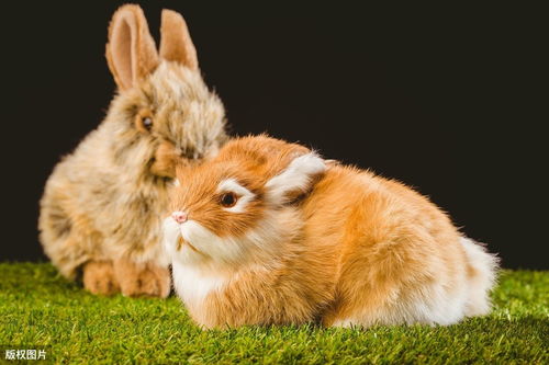 75 years of rabbits wear what prosperous wealth