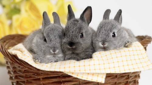 1999 Rabbit Lunar February