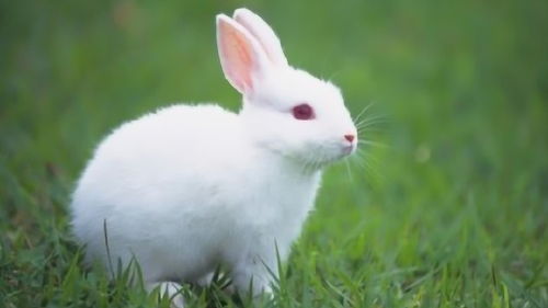 What month is good for rabbits