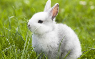 What about Rabbit people in December 1999?