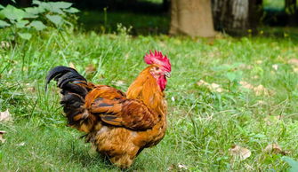 Is Dragon and Rooster together
