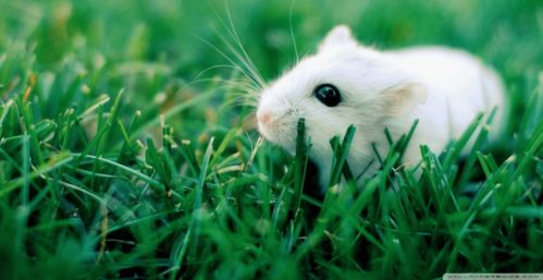Is it good to marry a Rat and a Snake in the year 84