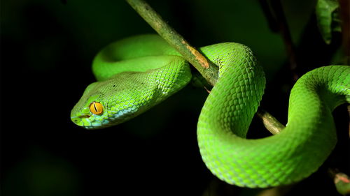 What floor is good for a 1977 Snake